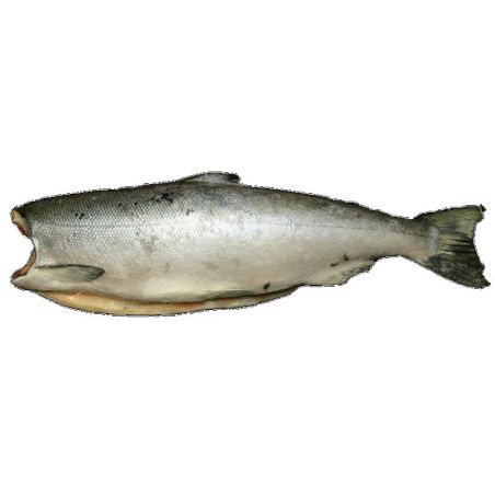 SEABOY SAUMON Troll Silver 6-9 lbs