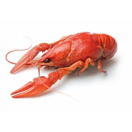 SEABOY Gambas HOSO SWP Black/Tiger 16/20 EC