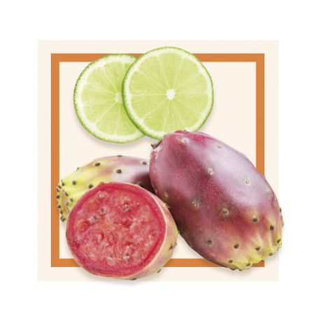 GLACES DES ALPES SORBET CACTUS CITRON VERT 2