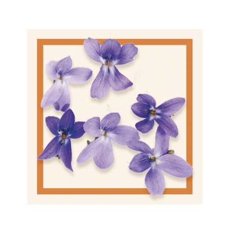GLACES DES ALPES VIOLETTE 2