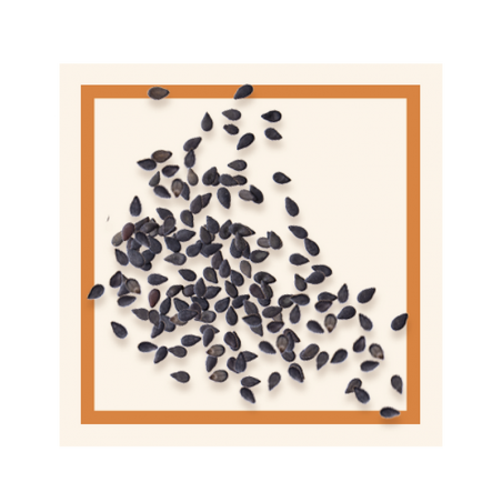 GLACES DES ALPES SESAME 2